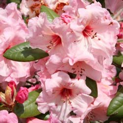 Rhododendron pink, 'Virginia Richards'